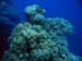 coralhead.jpg